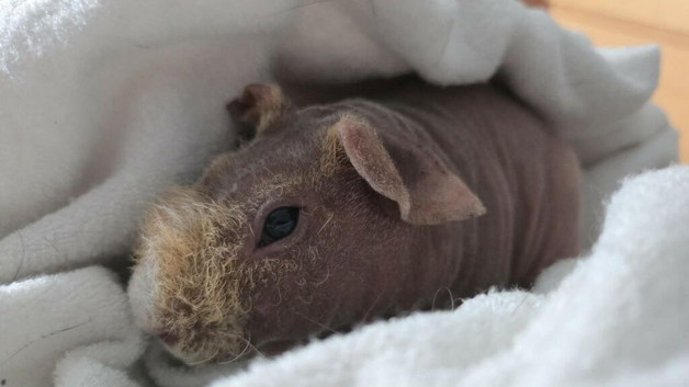 1 boar