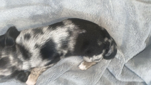 One 8 weeks puppies