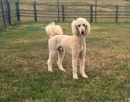 Kc reg male poodle