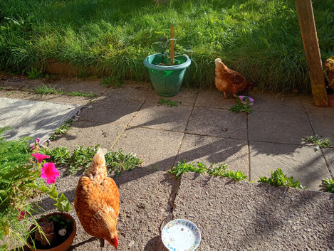Laying hen