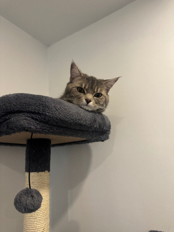 Beautiful BSH male cat