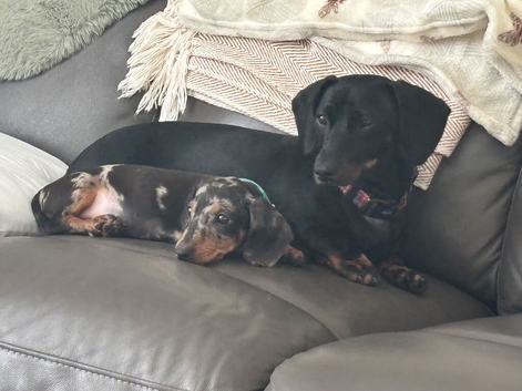 5 months old Dachshund for sale