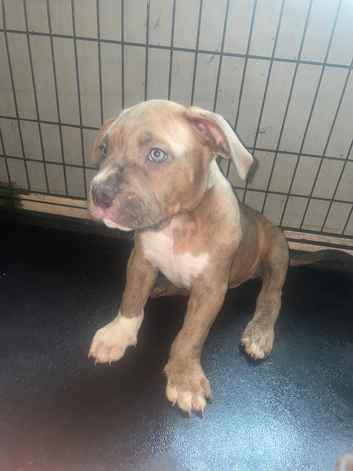 Standard American bully&rsquo;s