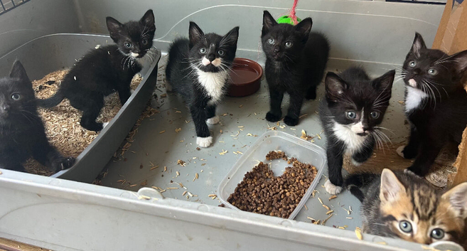 Beautiful kittens