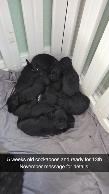 Cockapoo puppies