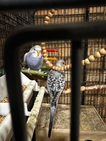 4 young Budggies with a cage