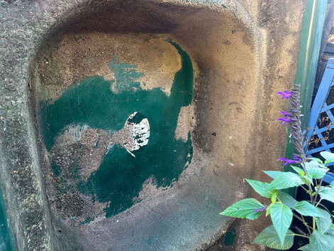 Fish pond for sale
