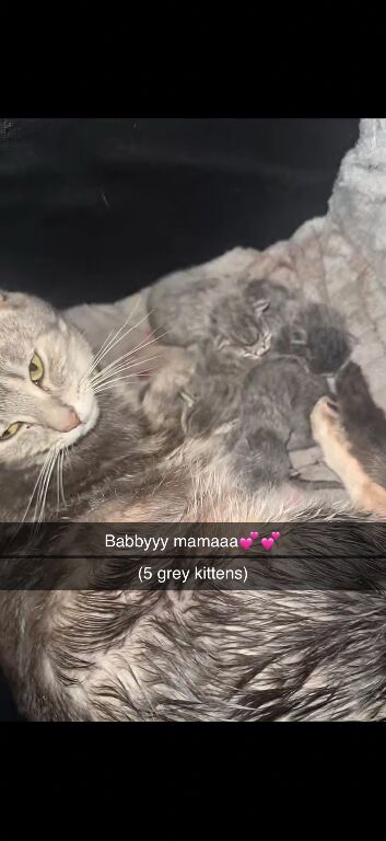 2 blue female kittens left