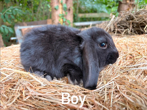 French lops