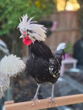 Polish Cockerell