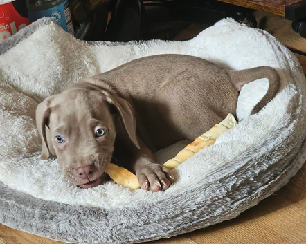 Ready now blue eyed boys .neo x great dane