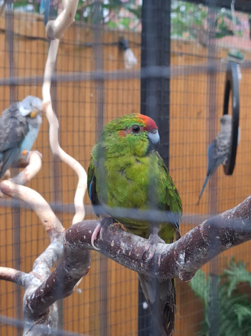 Breeding pair of kakarikis