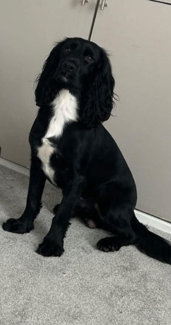 Rocco 2 years old