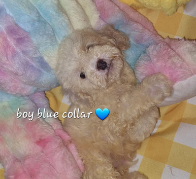 Cavapoochon