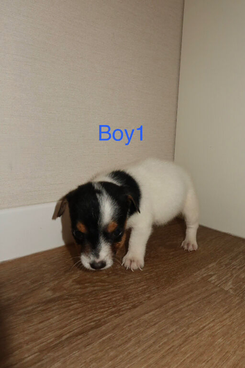 Parson Russell terriers