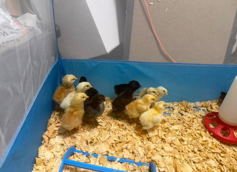 FREE BABY CHICKS