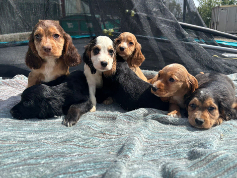 show type cocker spaniels