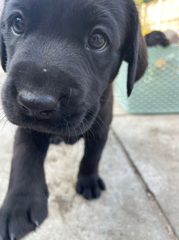 Labrador Puppies