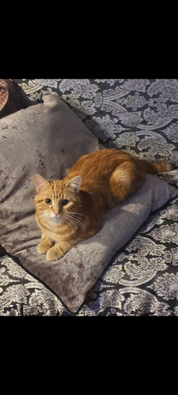 Cats for rehome