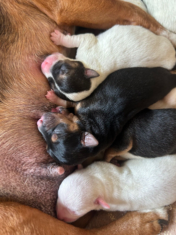 Jack pups ready to go!