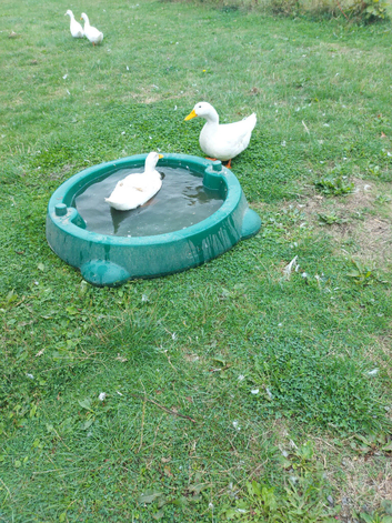 Small flock of ducks