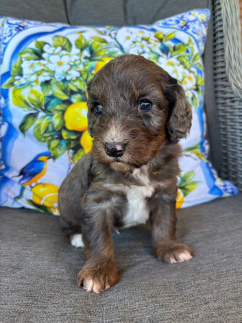 Stunning cockapoo puppies