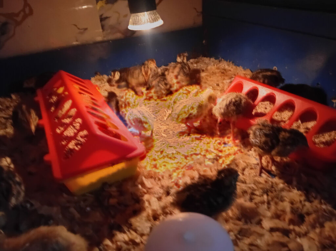 Cortinex quail chicks for sale