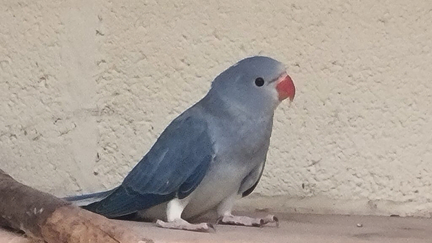 Mutation ringnecks