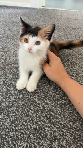 10 weeks old female kitten