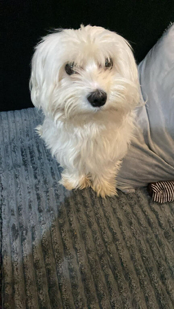 Maltese puppy mix