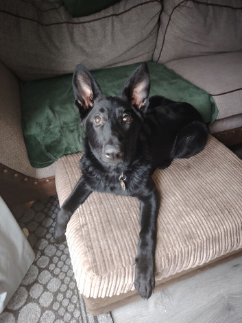 Black German shepard pup, looking for a forever home