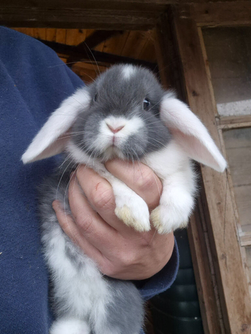 Mini lop babys and mini lion lop babys