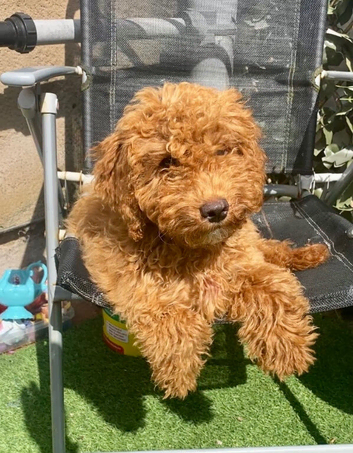 ABSOLUTELY BEAUTIFUL F2 COCKAPOO GIRL