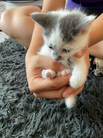 All looking for homes  soon