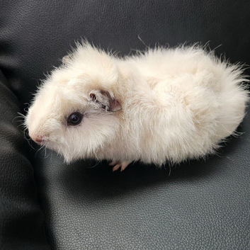 Teddy Guinea pigs