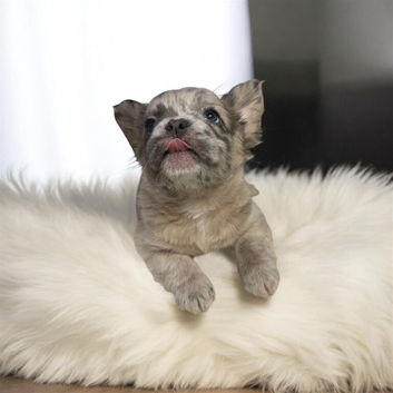 Kc Fluffy French Bulldogs