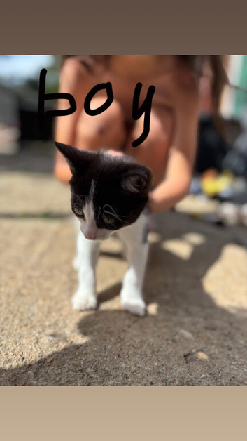 Kittens