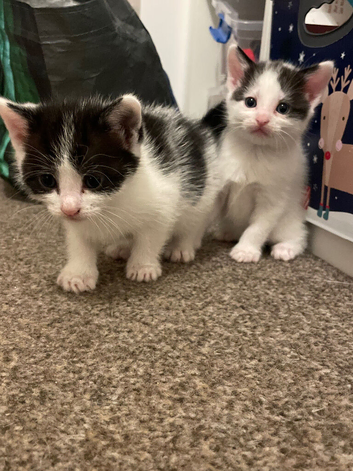 2 boy kittens