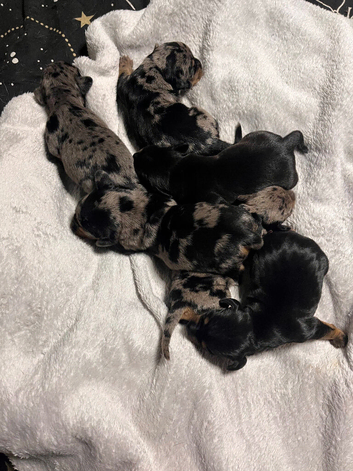 Stunning French x jack x daxi pups
