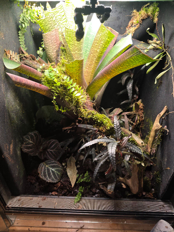 Established Bromeliad Dart Frog Vivarium 50x50x60cm &ndash; Bioactive Setup &pound;300