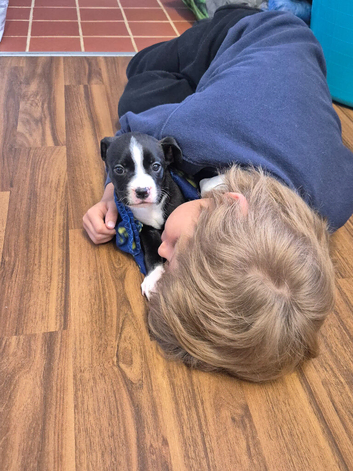 !!! 2 boys left !!!! Ready to leave - Black and white and chocolate and white