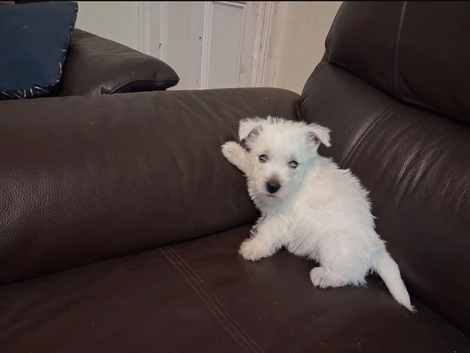 Puppies