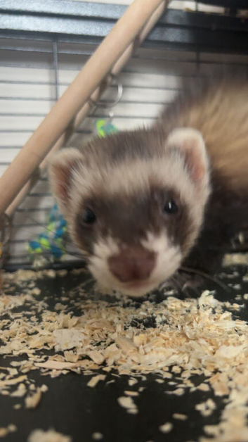 ferret