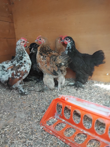 Pekin bantam roos free
