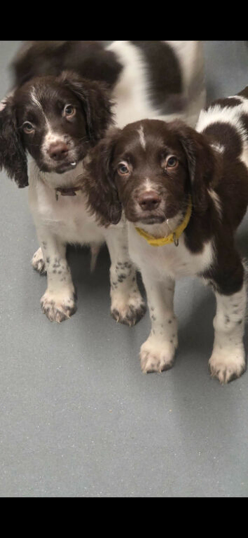 English Springer Spaniel puppies