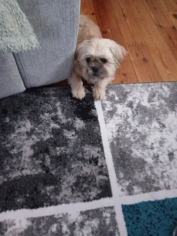 Shihtzu
