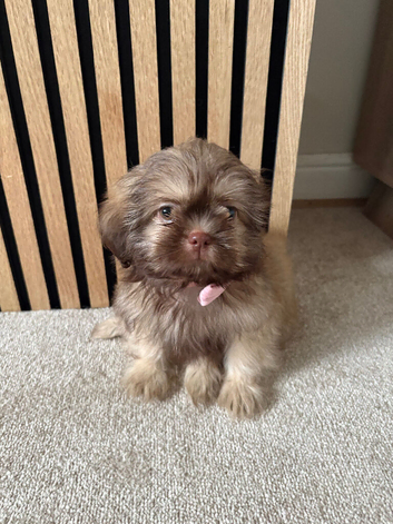 Female shih tzu