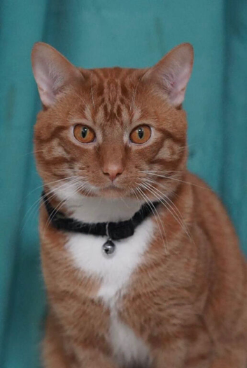 I&rsquo;m selling my British shorthaired cat