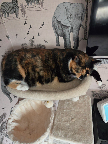3 year old female