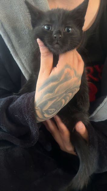 Full black tabby kitten